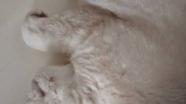 猫咪也打呼噜吗，好奇怪，哈哈哈哈