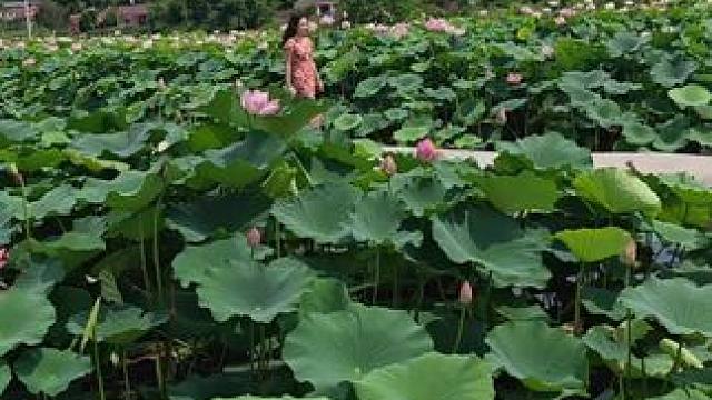 夏日的气息扑面而来，好景难遇，好心情才是生活的解药