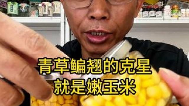 青草鳊翘的克星就是嫩玉米，挂钩玉米垂钓神器钓鱼鲤鱼饵料专攻 青草鳊翘的克星就是嫩玉米，挂钩玉米垂钓神