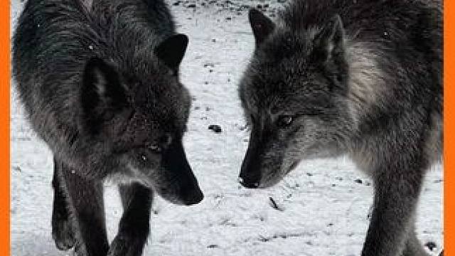 如果你被狼群包围拿木棍打得过吗？#科普 #足贴