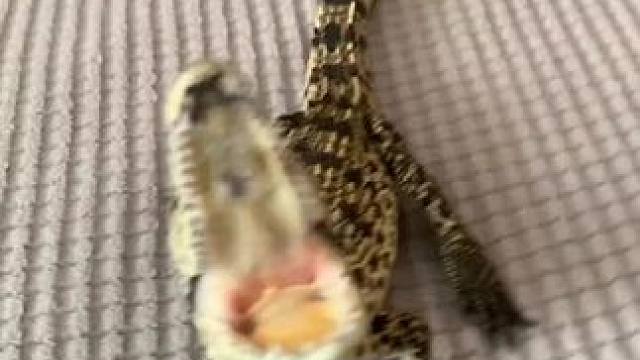 #创作灵感 #鳄鱼