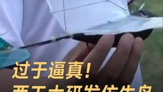 过于逼真！西工大研发仿生鸟，吸引鸟群跟飞 #西工大  #中国科技  #仿生机器人  #科技强国  #