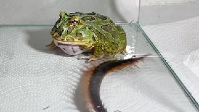 牛蛙的结局会怎样？#动物世界