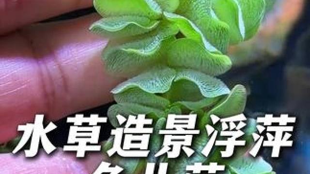 这个水草叶片毛茸茸的，像兔子耳朵，所以叫兔儿萍。 根系发达，净水能力强，对光线要求不高，新手鱼友可以