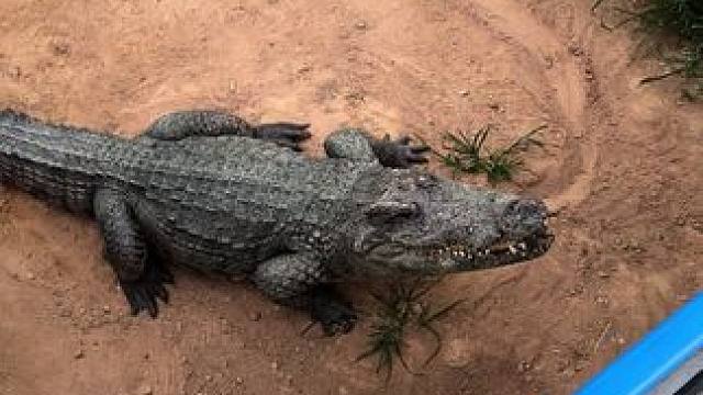 它竟然想上来跟我玩#非专业人士请勿模仿