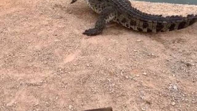 脑瓜子有点嗡嗡的#非专业人士请勿模仿