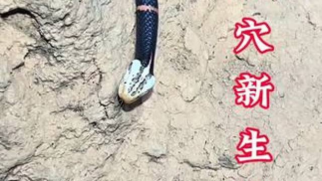 洞穴考察发现新物种 #蛇 #寓意吉祥 #涨知识科普 #真实户外 #探险中国毛毛