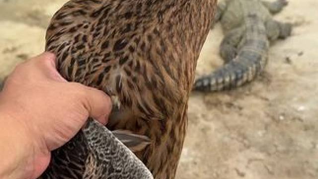 给你们来个涡轮增鸭……#鳄鱼