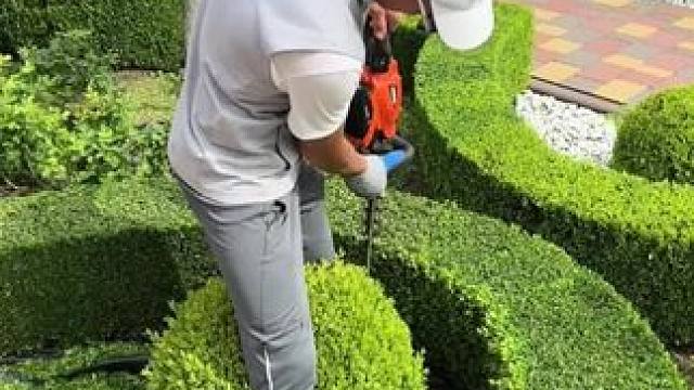 欧洲庭院绿篱机修剪技术！ #植物造景 #园艺生活  #绿篱机修剪机#解压#解压视频