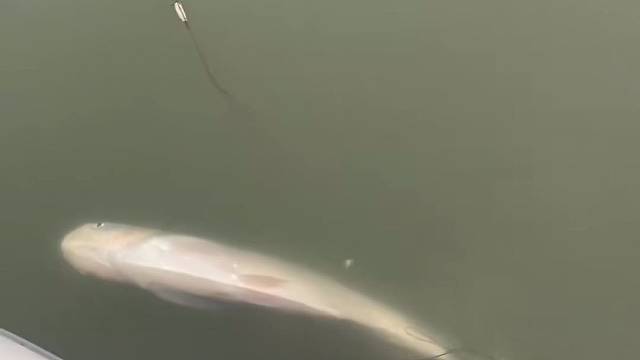 #户外捕鱼大队 #捕鱼河边随拍 #捕捞现场  #丝网捕鱼