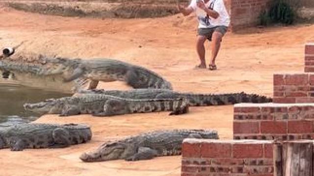 鳄鱼：今天可算遇到老六了#危险动作请勿模仿