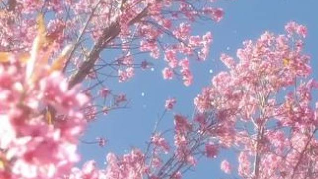 你要爱一个本身就很好的人，而虞书欣就是那个顶顶好的人啊#虞书欣和阿兰爷爷#中餐厅#是女儿是妈妈#虞书