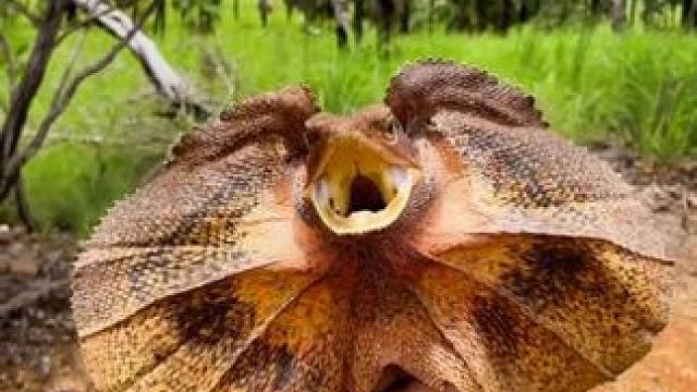 小伙捉到了一只小恐龙 #国外视频分享 #野生动物零距离 #伞蜥