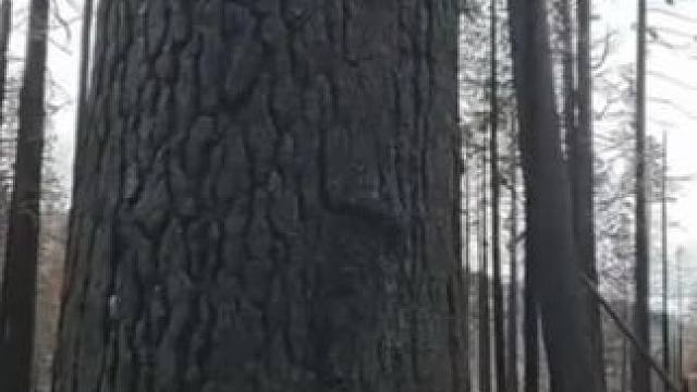 我发布了一个新视频，快来围观吧！