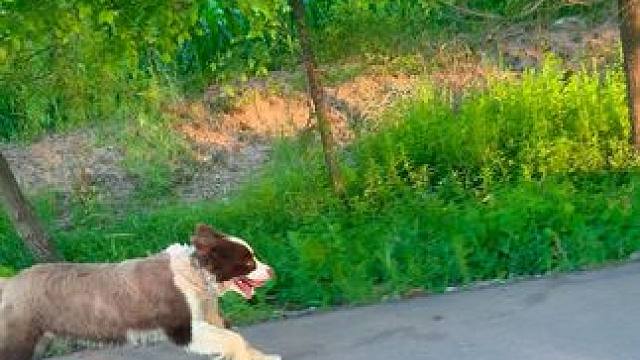 在杰睿 泡芙每天也得15公里