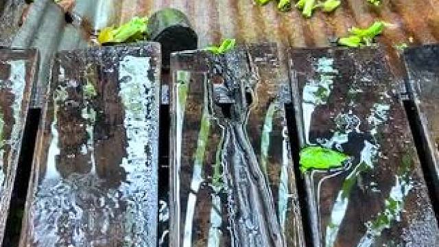 东南亚特色美食 #我的乡村生活 #原创视频 #记录生活 #农村美食记录生活