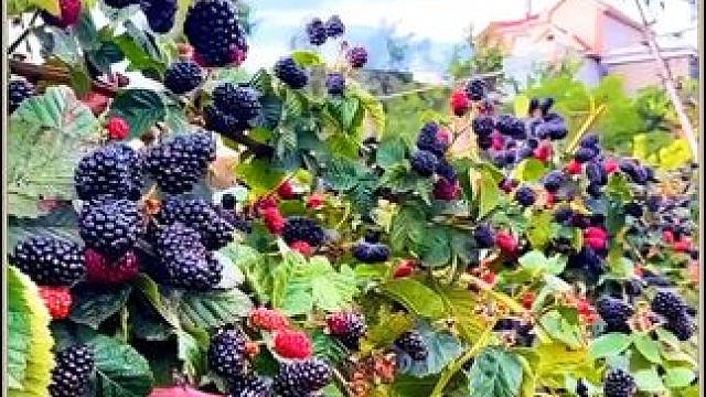 家里有阳台小院的可以种上几株黑树莓，果子香甜可口，含有满满的花青素，营养又健康，快来种点吧！#新鲜采