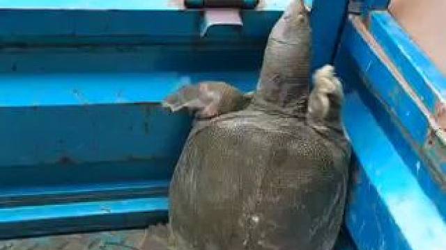 目测有几斤#野钓 #钓鱼人就是这么疯狂 #钓鱼的乐趣只有钓鱼人懂 #钓鱼 #钓鱼技巧