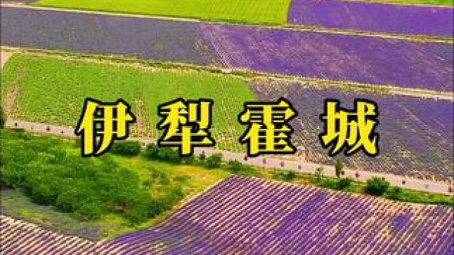 伊犁霍城的薰衣草花海，美得让人心醉，仿佛置身于童话世界。#治愈系风景 #在这遇见紫色花海 #薰衣草 