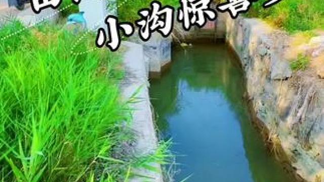 田间小沟惊喜多 #钓鱼#户外钓鱼#钓鱼的乐趣只有钓鱼人懂 #天火手电筒 #天火苍龙手电筒