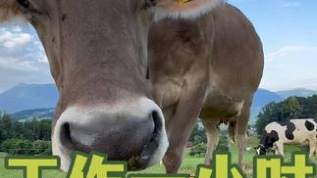 在瑞士，工作一小时，休息一整天？ #老父亲溯源实录 #日常vlog #瑞士奶酪