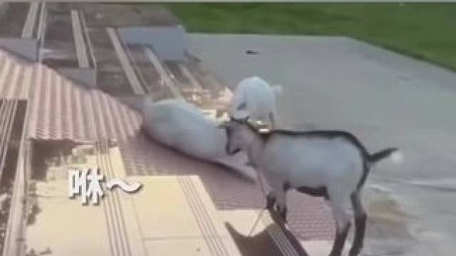 小羊也喜欢玩滑滑梯呀，像极了小时候的我们～