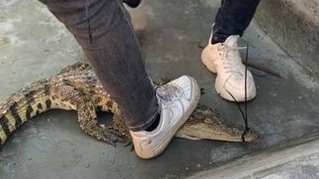 #非专业人士请勿模仿 别看鱼小跑的还挺快