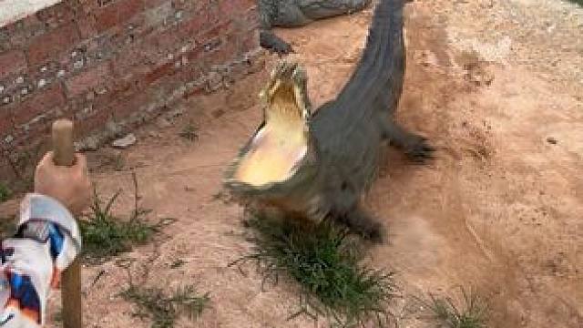 #非专业人士请勿模仿 鳄鱼：看什么看有本事你下来