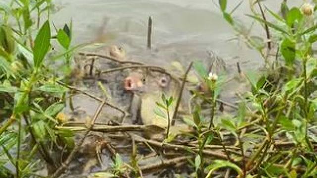 这鱼是要干嘛呢？#钓鱼的乐趣只有钓鱼人懂 #钓鱼人就是这么疯狂 #钓鱼人