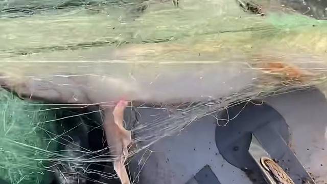 #户外捕鱼大队 #捕鱼河边随拍 #捕捞现场  #丝网捕鱼