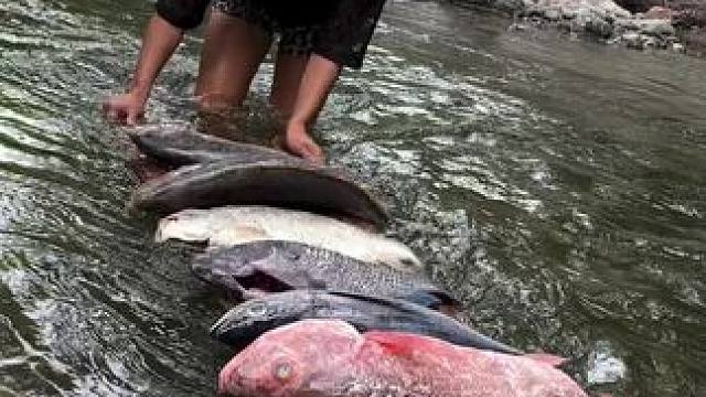 东南亚热带️美食 #原创视频 #户外钓鱼 #鱼儿自由自在的水中游 #记录生活 #垂钓