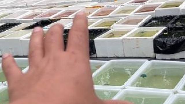 鱼还是拿种群说话，爆量就完了，有鱼就是王道#观背青鳉 #养鱼日记 #养鱼人 #观赏鱼 #观赏青鳉