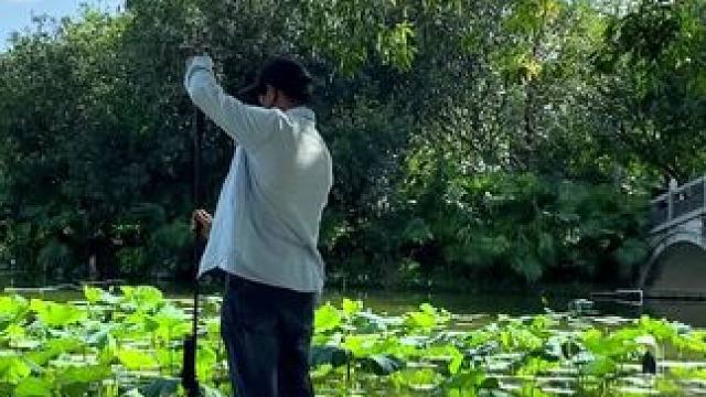 看到荷花塘试试这样拍太美了#手机摄影 #拍摄技巧 #荷塘美景 #治愈系风景 #治愈系