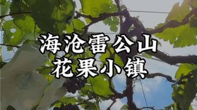 雷公山第一波39.9！第二波43.9！第三波49.9！ 采摘➕带走1～2斤水果➕无动力乐园➕小火车➕