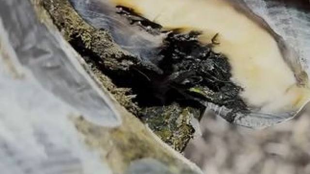 我头一次见牛蹄的脓肿出现在这里#解压#修牛蹄