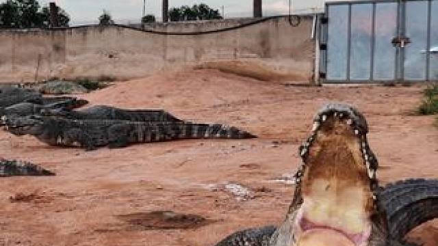 #大疆pocket3 #非专业人士请勿模仿 风是自由的 你也是