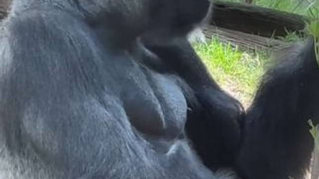 银背大猩猩吃树叶 #国外视频分享 #野生动物零距离 #奇妙的动物