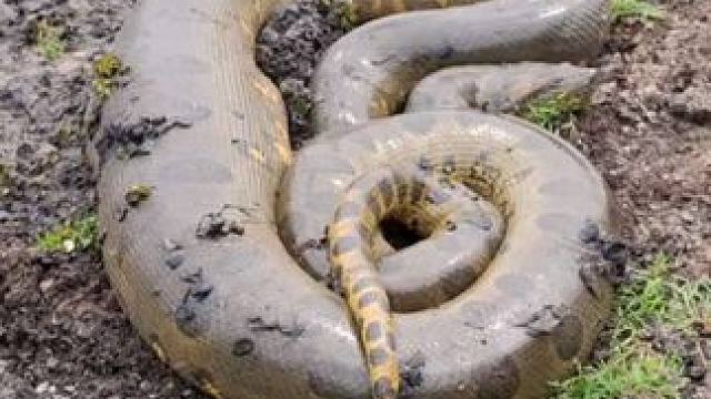 一条刚填饱肚子的森蚺 #国外视频分享 #奇妙的动物 #野生动物零距离