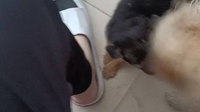 就剩这只又黑又小的了#狗狗 #小狗 #小奶狗 #家有傻狗 #田园犬