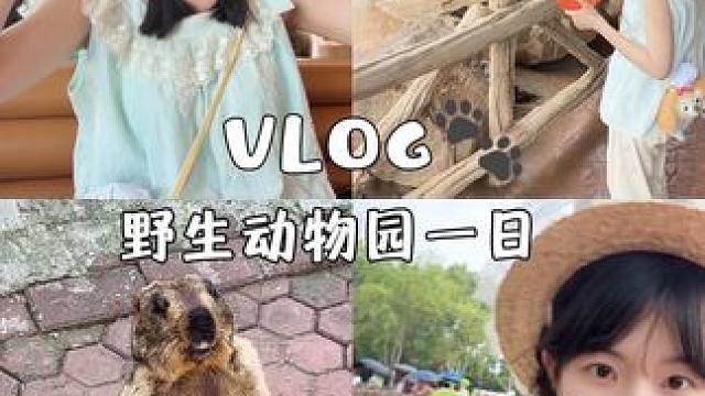 工作日在上海野生动物园幸福的一天是如何度过的呢#vlog日常 #动物园里有什么 #萌物 #vlog
