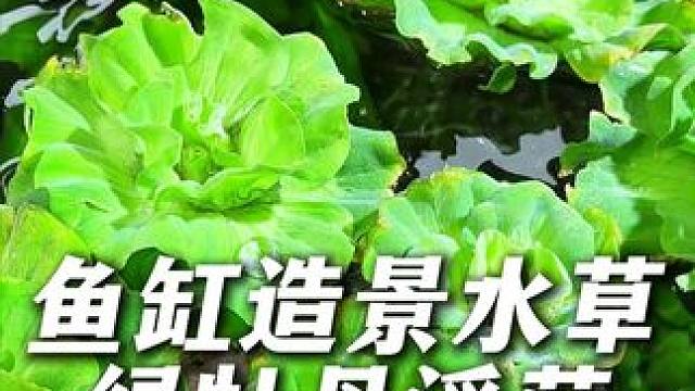 这个水草长的像牡丹花，所以叫绿牡丹浮萍，能净水增氧，还好看！ #水草 #水草造景 #鱼缸里的大自然 