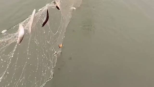 #户外捕鱼大队 #捕鱼河边随拍 #捕捞现场  #丝网捕鱼