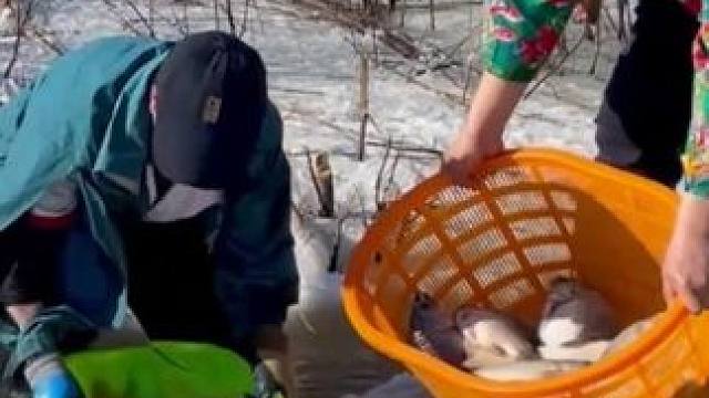 #三农 #户外抓鱼