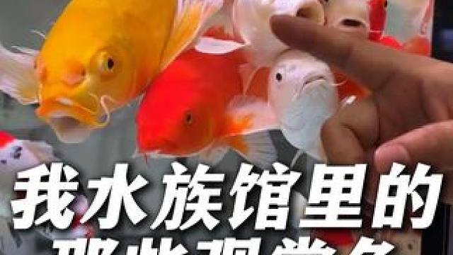 给大家介绍下我水族馆里的那些观赏鱼（一） #观赏鱼 #水族馆 #养鱼日记 #水族 #水族爱好者