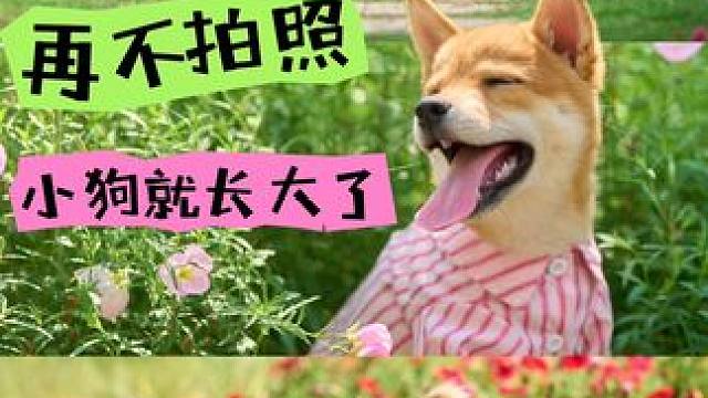 这些年郑州好多毛孩子家长都后悔，
没有早点认识我，没有早点约我们的宠物摄影，
不然，自家毛孩子在奶狗