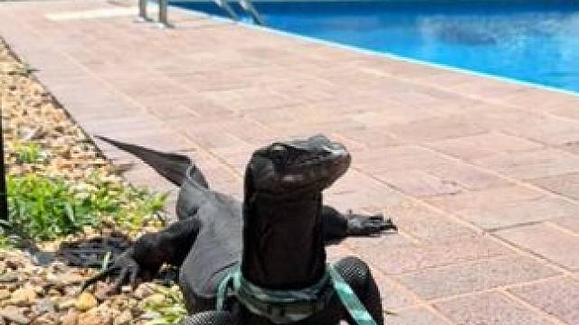 带宠物巨蜥户外晒太阳 #国外视频分享 #奇妙的动物 #宠物