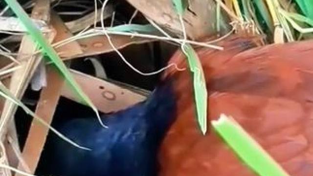 科普红毛鸡的实战能力有多强 #爱护大自然保护野生动物 #动物世界 #野生动物零距离