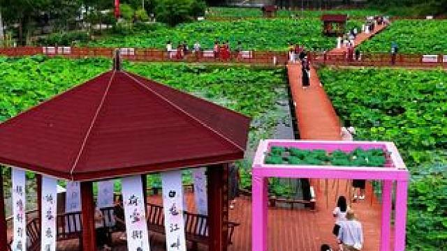 广元第十五届元坝平乐荷花节，因荷而来 为美而去#千村万象乡影广元#清凉广元#一帧中国·大美广元#荷塘