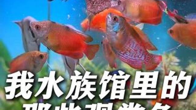 给大家介绍下我水族馆里的那些观赏鱼（二） #观赏鱼  #水族馆  #养鱼日记  #水族  #水族爱好