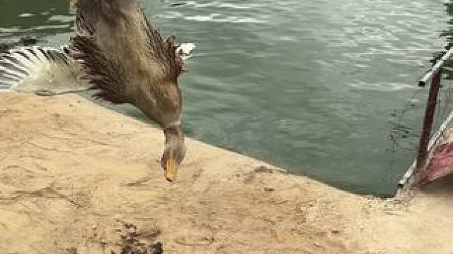 涡轮增鸭……2.0T#鳄鱼